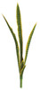 AUV-200090 - Green/Yellow
37" Sansevieria Plant x 6