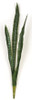 AUV-200095 - Tutone Green
37" Sansevieria Plant x 6