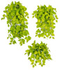 Light Green Fire Safe Pothos Bushes