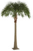 A-196220
17' Royal Palm Tree