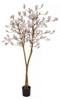 79" Pink Magnolia Tree