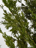 Potted Eastern Red Cedar Trees | 4 Ft. and 5 Ft. Tall