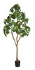 7' Ficus Umbellata Tree
Natural Touch