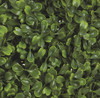 Close Up of Boxwood Leaf