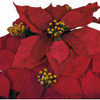 Close Up of Poinsettia Flowers