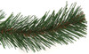 Virginia Pine Long Needle
