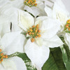 White Flowers Closeup