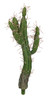 Artificial Cactus Plant