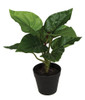 P-184120
12" Potted Alocasia Plant