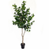 A-195640 - 6' Chinese Banyan Tree