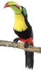 22" Toucan