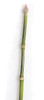 35" Equisetum Stem