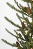 Close Up of Siberian Spruce Tips with LED Lights