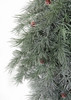 Close up of Frosted Blue Spruce Blue/Gray Tips with Pinecones