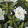 Close Up of White Flowers