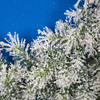 Close up of Iced Pine Wreath with White/Green Tips