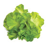 A-195820 - Plastic Lettuce Head