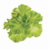 A-195820 - 10" W x 6"H  Leaf Lettuce
