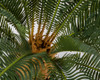 Palm Cluster Middle Section