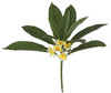 28.5" White/Yellow Plumeria Plant with leaves