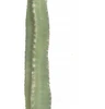 Close up of Grey/Green Saguaro Cactus