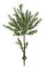 23" Rosemary Bush