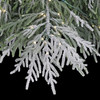 Close Up of Flocked Norfolk Pine with LED Fairy Lights