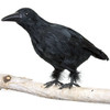 15 x 8 Inch Crow Black