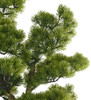 Cypress Bonsai Closeup