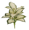 AR-252040 - FIRE RETARDANT
15" Natural Touch Dieffenbachia Bush