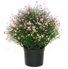 AUV-250285 - 19" UV Tutone Pink Baby's Breath Bush