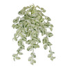 AR-252100 - Fire Retardant
26" Cream/Green Snow Queen Pothos Bush with Natural Touch IFR Leaves