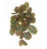 AR-252130 - FIRE RETARDANT
24" Natural Touch Calathea Bush x 7
Green/Pink