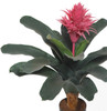 Close up of IFR Pink Aechmea Plant