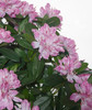 Close up of Fire Retardant Rhododendron