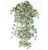 PR-250380 - 48" L Marble Queen Pothos
Variegated Green/White