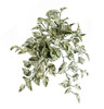 PR-250360 - 24" L Marble Queen Pothos
Variegated Green/White
