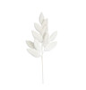 P-260551 - Ivory