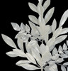 Close up of Pearled/Iridescent White Mixed Bay Leaf/Ruscus Spray