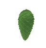 J-260242 - 11" Olive Green Pinecone