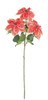 P-260651 -  Watermelon/Cream Poinsettia x 3