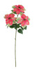 P-260650 - Hot/Pink Green Poinsettia x 3