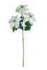 P-260654 - White/Green Poinsettia x 3