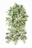 PR-250395 - 41" Variegated Green/Yellow/Cream