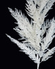 Close up Snowy White Cypress Spray