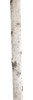 Close up of Synthetic Birch Pole