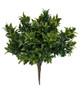 27" Polybend Outdoor Mahonia Bush
Tutone Green