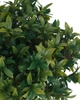 Tutone Green 27" Mahonia Bush Closeup