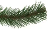 Virginia Pine Needle