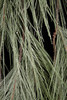 70 Inch Frosted Long Needle Pine Swag Closeup